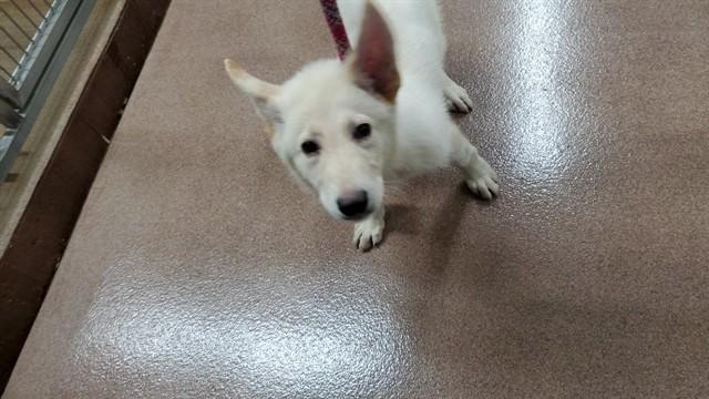 Enlarge FOREST, a Adoptable mixed breed in Aurora, IL image 1/1