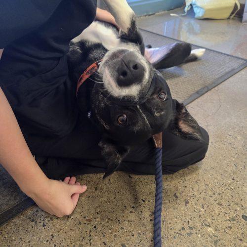 Woody, Adoptable, Adult Male Australian Cattle Dog / Blue Heeler & Pit Bull Terrier.