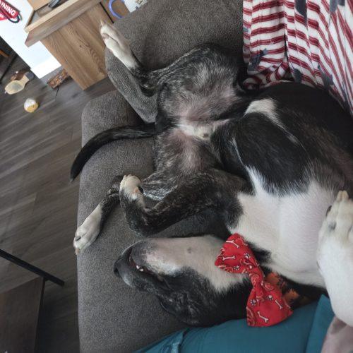 Enlarge Woody, a Adoptable mixed breed in Grand Junction, CO image 2/5