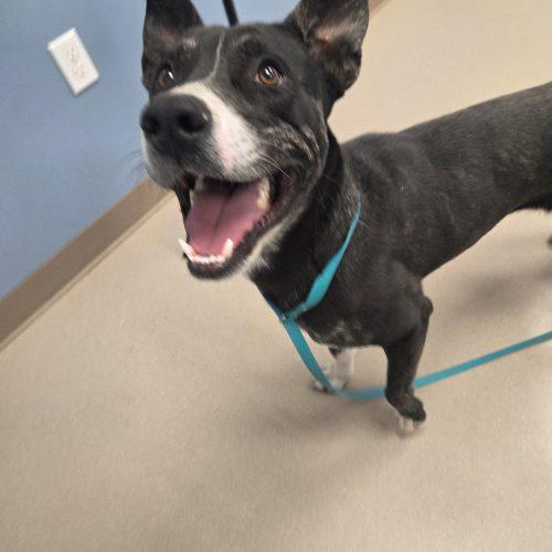 Woody, a Adoptable mixed breed in Grand Junction, CO image 1/5