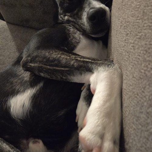Enlarge Woody, a Adoptable mixed breed in Grand Junction, CO image 3/5
