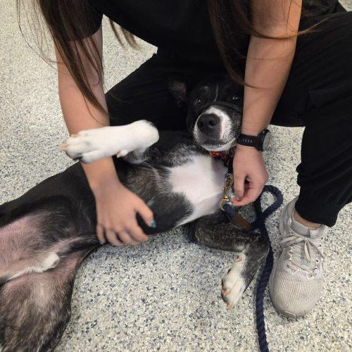 Enlarge Woody, a Adoptable mixed breed in Grand Junction, CO image 4/5