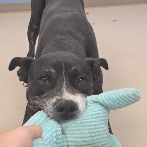 Woody, a Adoptable mixed breed in Grand Junction, CO image 2/5