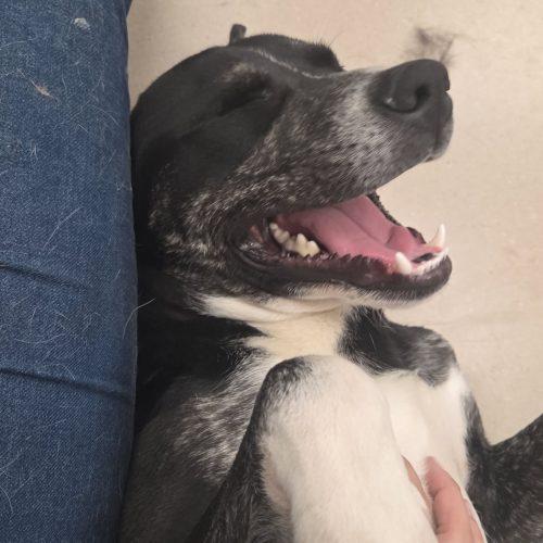 Woody, a Adoptable mixed breed in Grand Junction, CO image 3/5