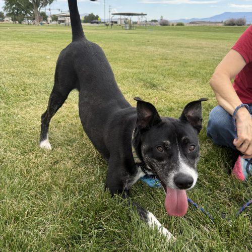 Woody, a Adoptable mixed breed in Grand Junction, CO image 4/5