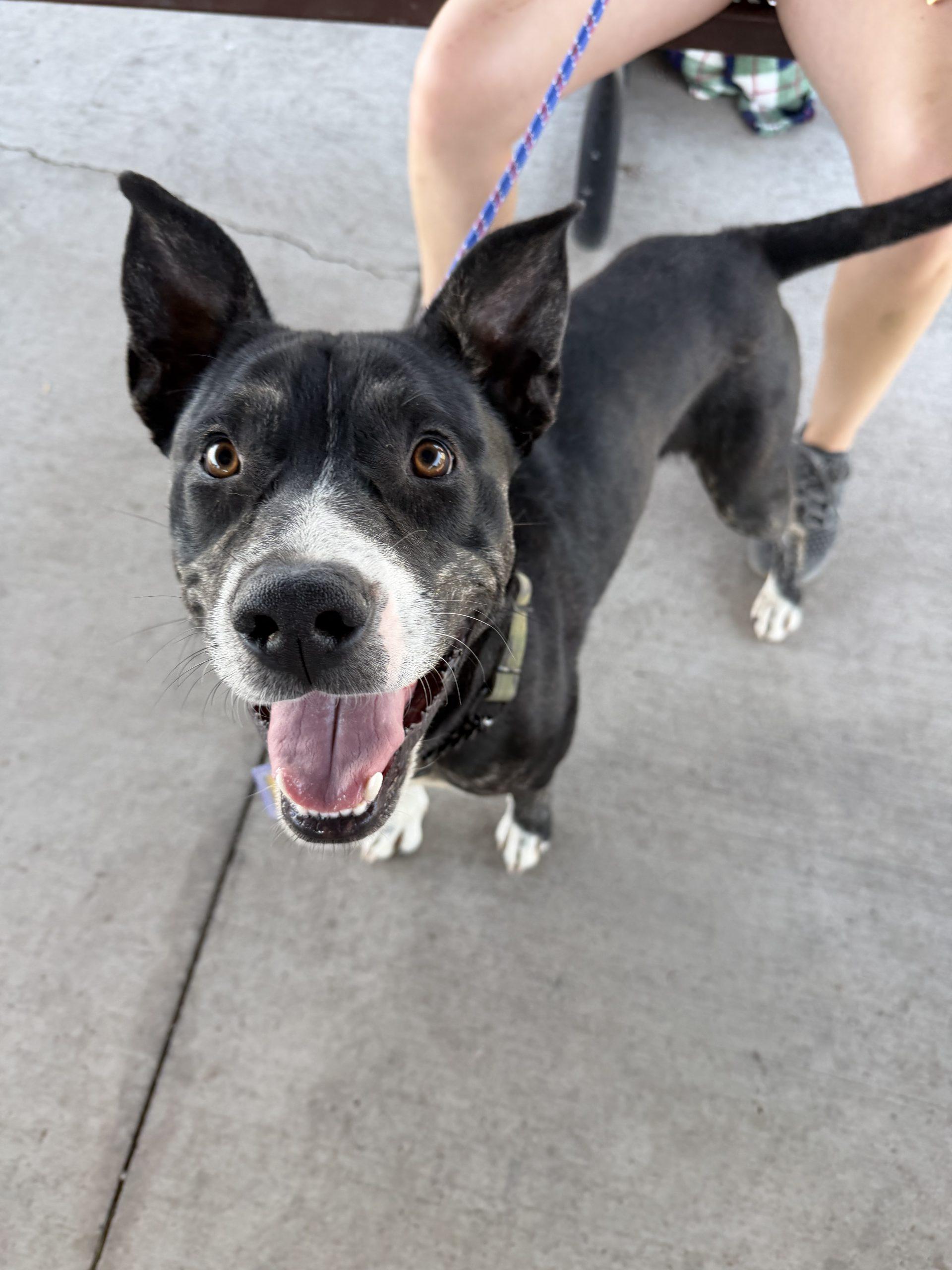 Woody, a Adoptable mixed breed in Grand Junction, CO image 5/5