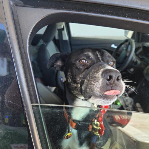 Enlarge Woody, a Adoptable mixed breed in Grand Junction, CO image 5/5
