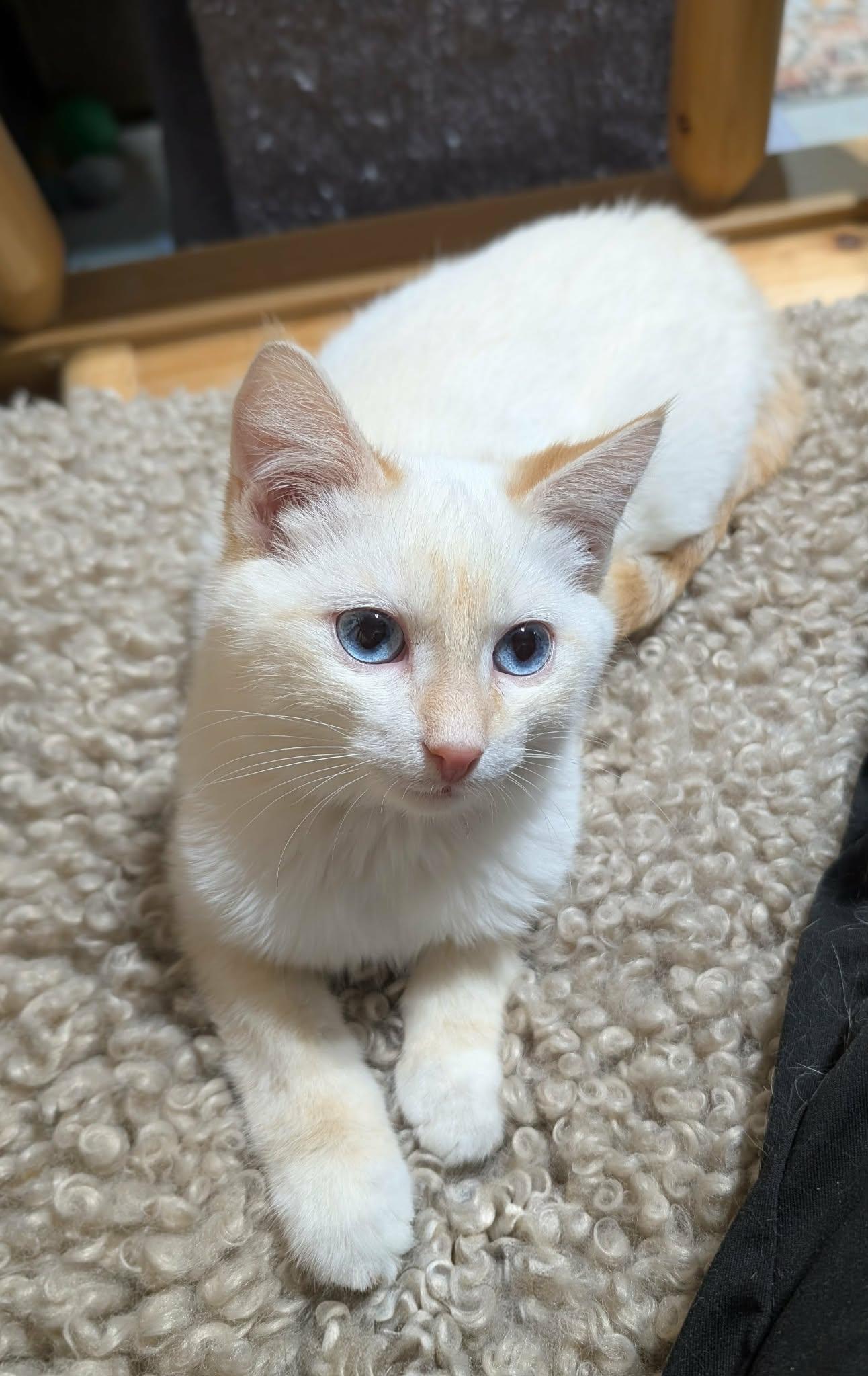 Cyprus, Adoptable, Young Male Siamese.