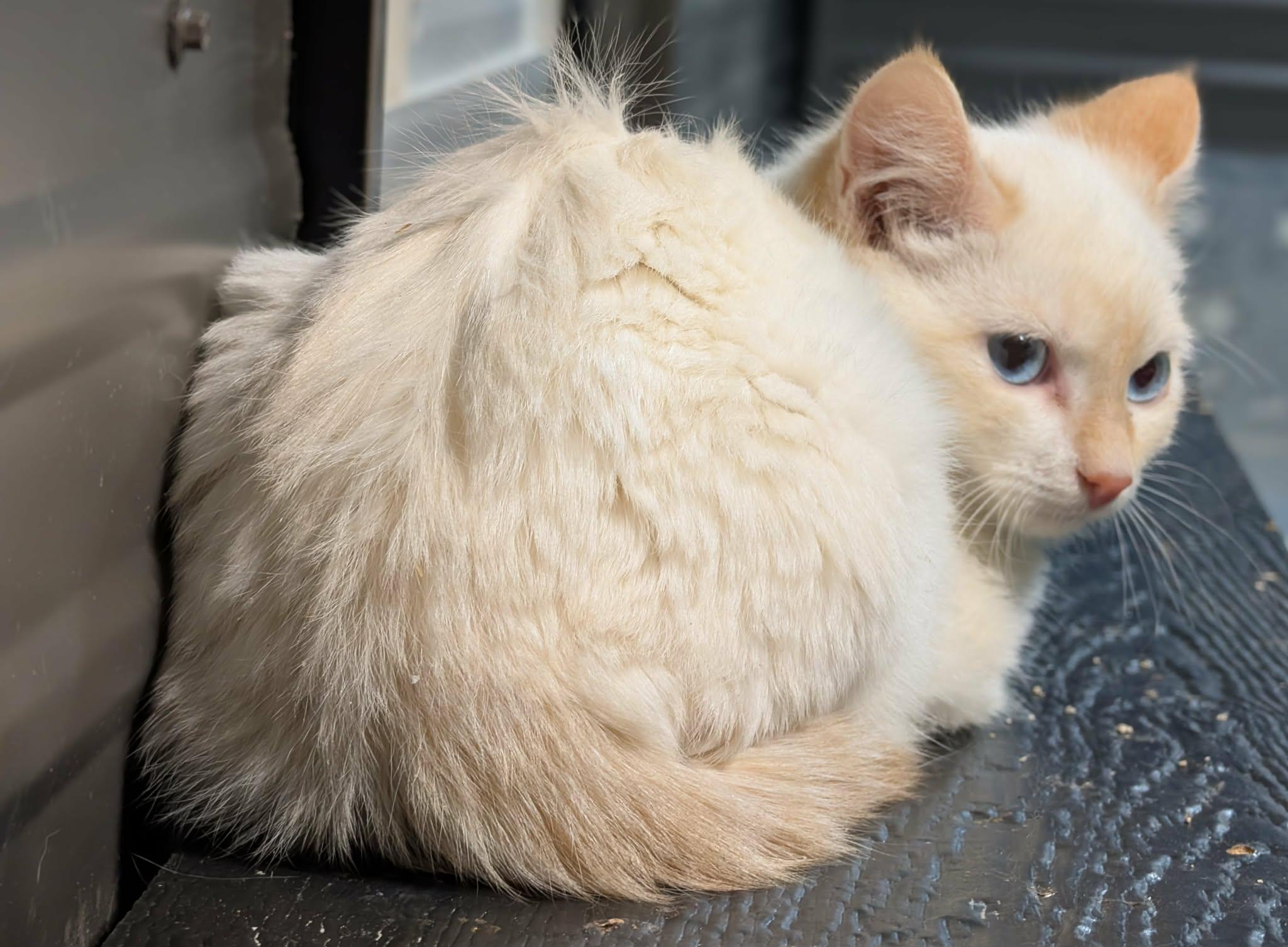 Cyprus, a Adoptable mixed breed in Winnipeg, MB image 2/3