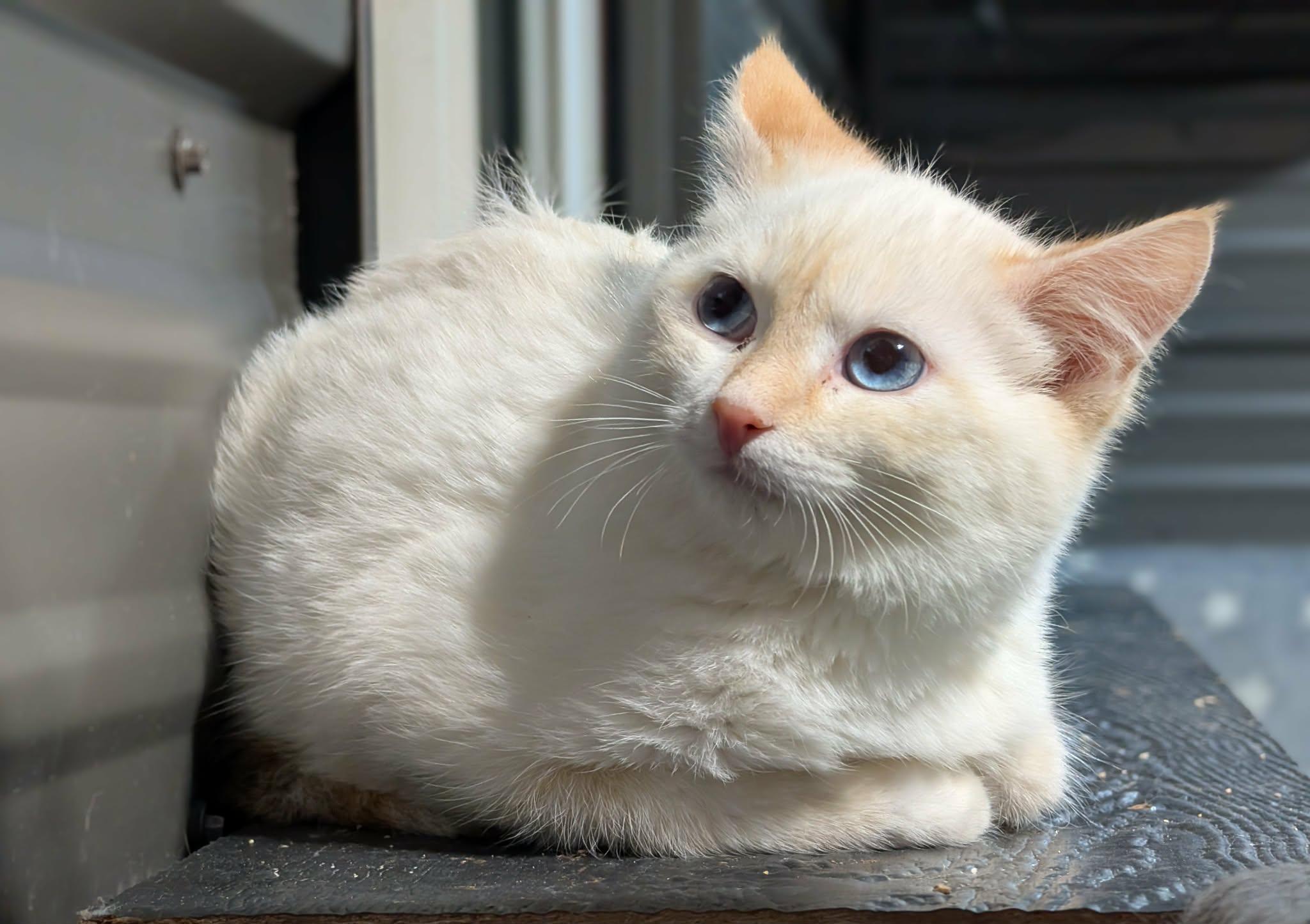 Cyprus, a Adoptable mixed breed in Winnipeg, MB image 3/3