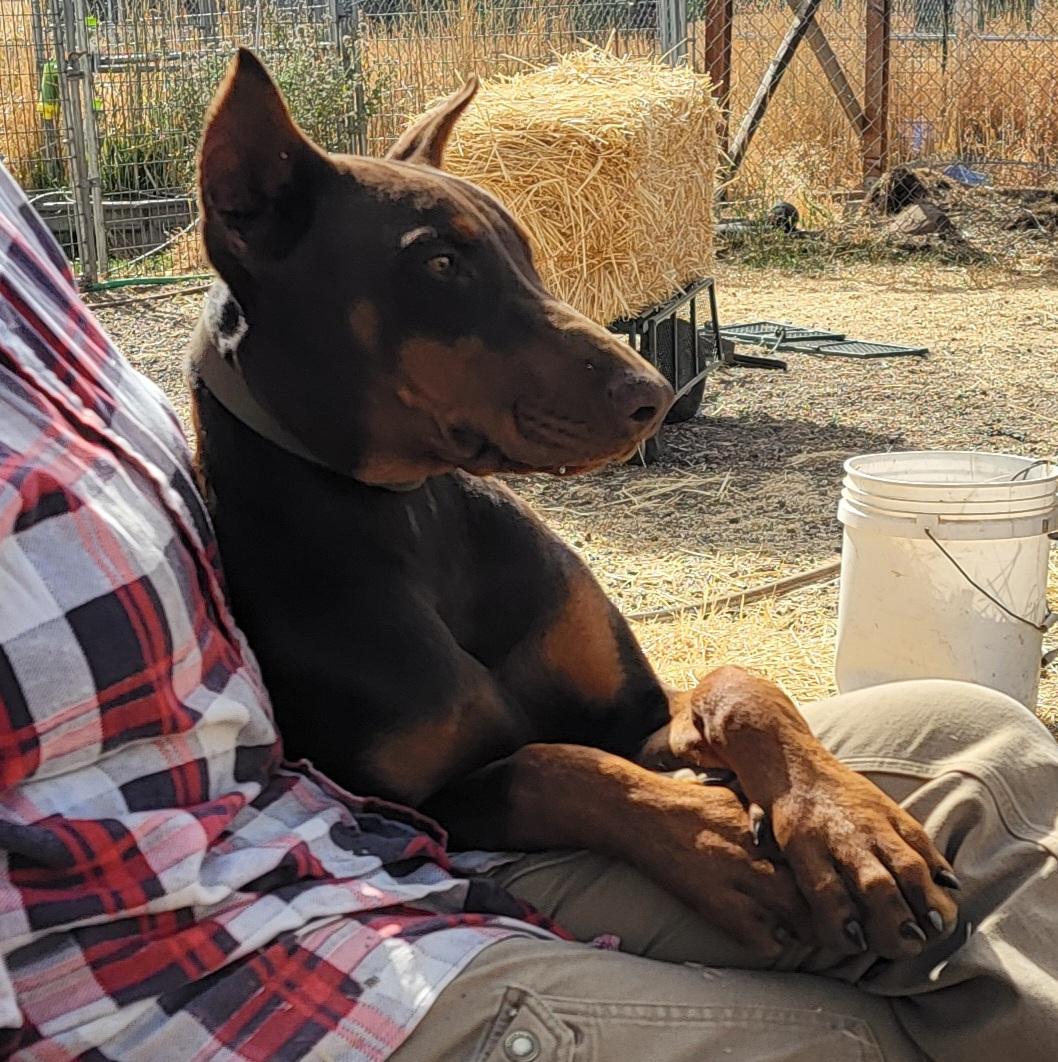 Demanet (Dee-man-aye), Adopted, Young Female Doberman Pinscher.