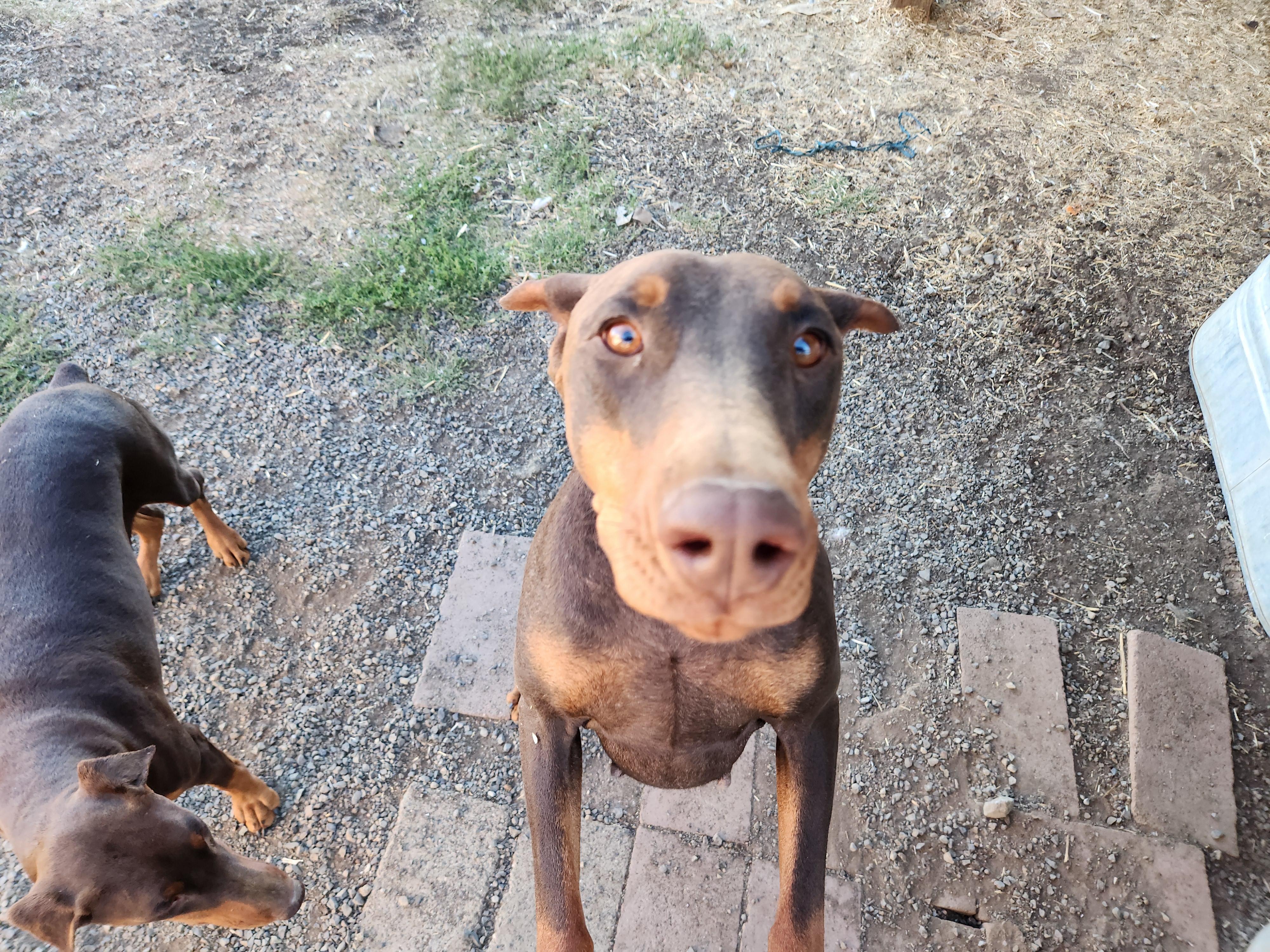 Enlarge Demanet (Dee-man-aye), a Adopted Doberman Pinscher in Goldendale, WA image 2/5