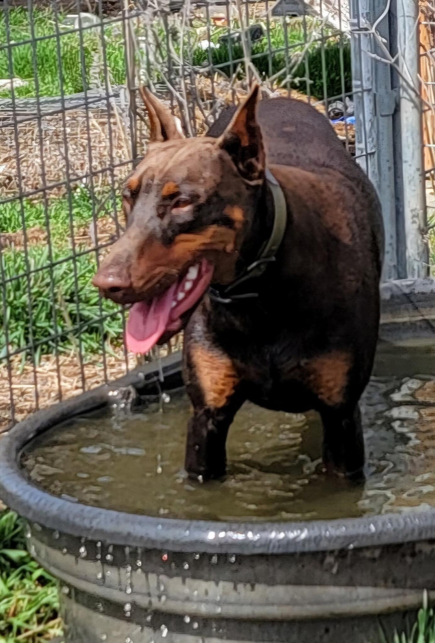 Enlarge Demanet (Dee-man-aye), a Adopted Doberman Pinscher in Goldendale, WA image 5/5