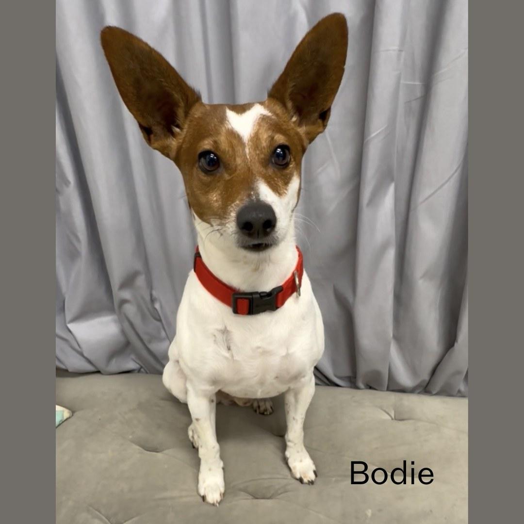 Bodie, ADOPTABLE, Young Male Rat Terrier.