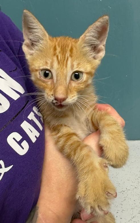 Enlarge Chevy, a Adoptable mixed breed in Lafayette, LA image 4/6