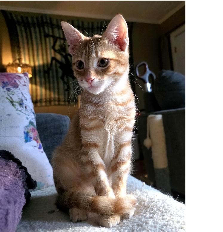 Chevy, Adoptable, Kitten Male Domestic Short Hair.