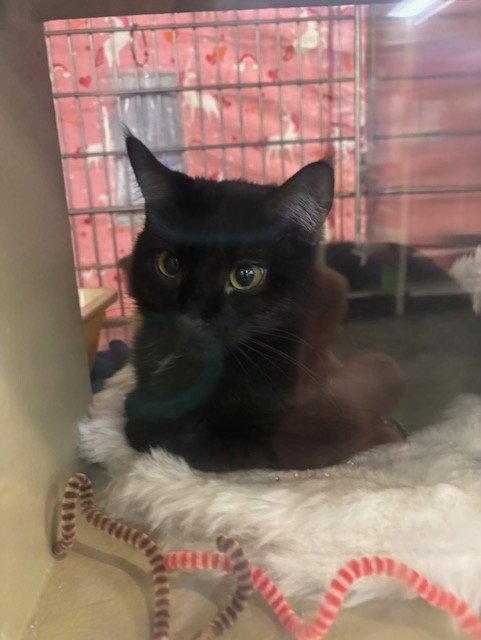 Erasmus, a Adoptable Domestic Short Hair in Fayetteville, GA image 2/3
