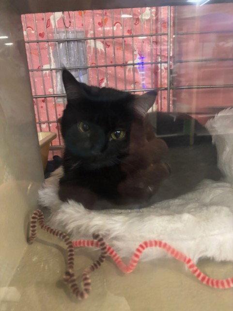 Erasmus, a Adoptable Domestic Short Hair in Fayetteville, GA image 3/3
