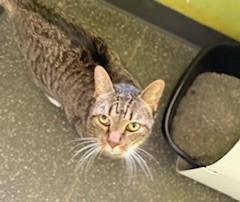 Jane-Austen, Adoptable, Adult Female Domestic Short Hair & Domestic Short Hair.