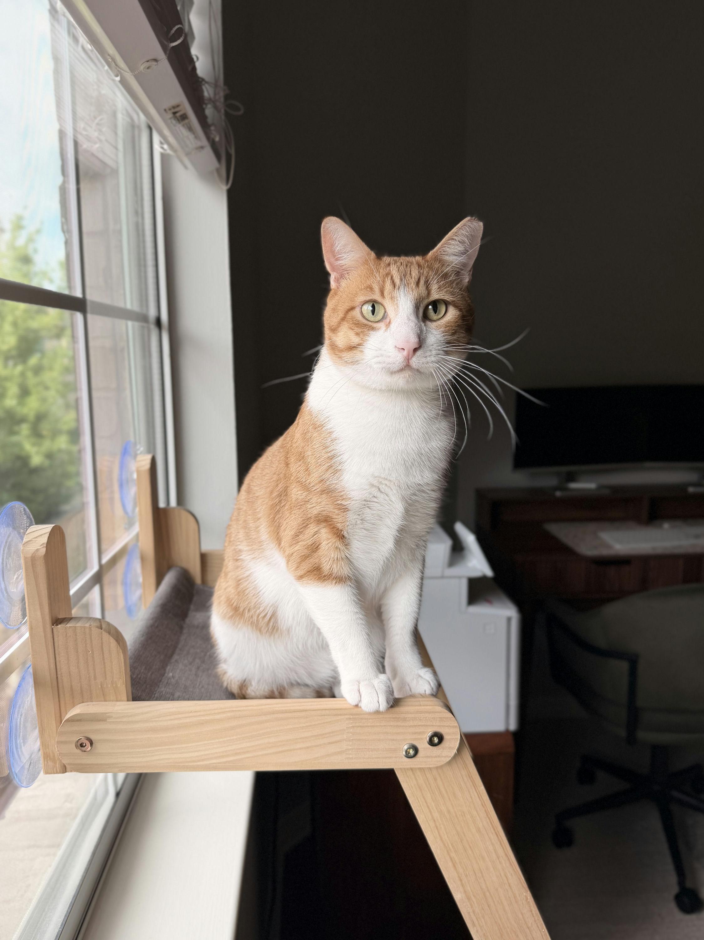 Enlarge Bubba, a ADOPTABLE Domestic Short Hair in Houston, TX image 2/6