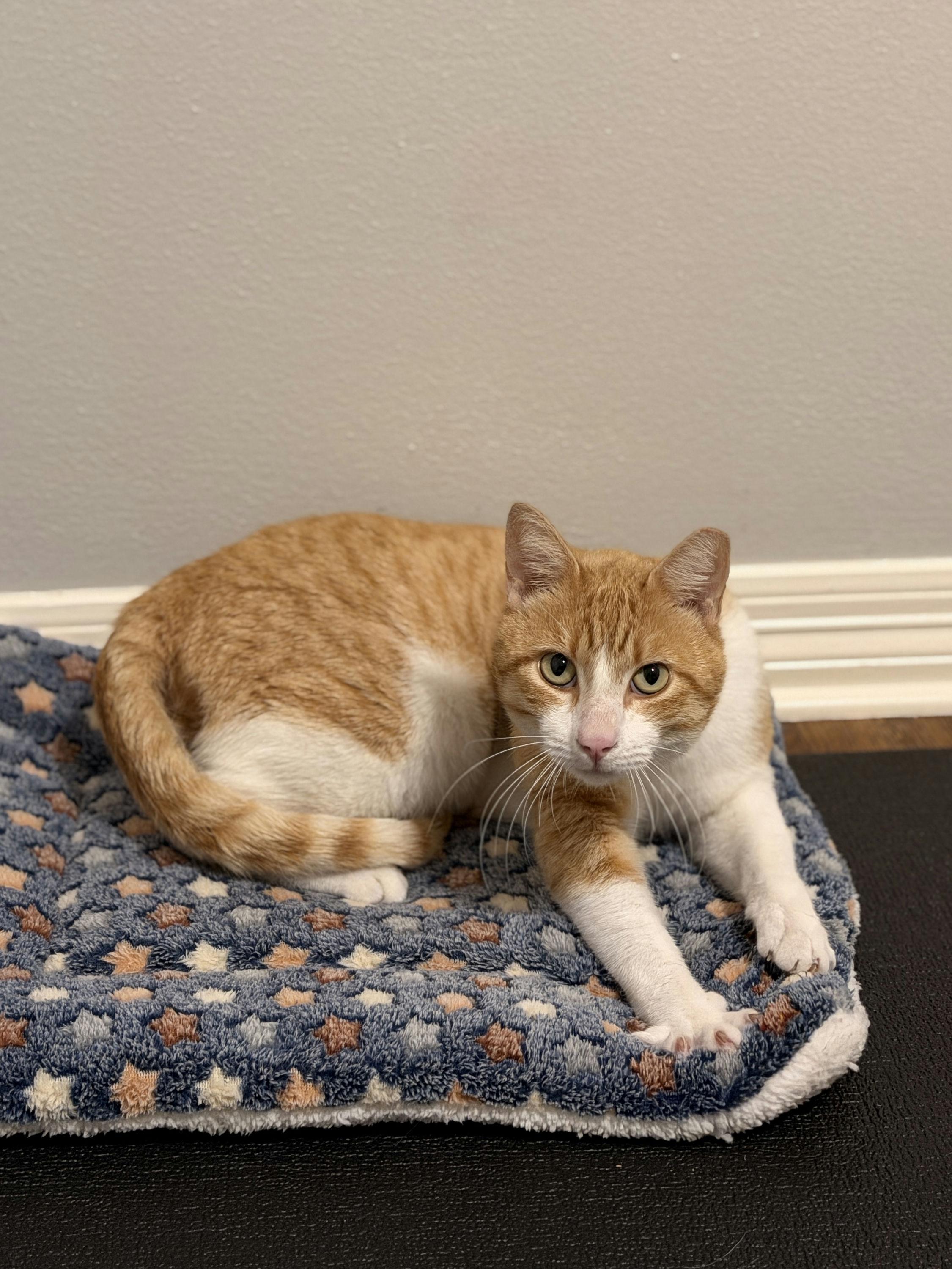 Enlarge Bubba, a ADOPTABLE Domestic Short Hair in Houston, TX image 4/6