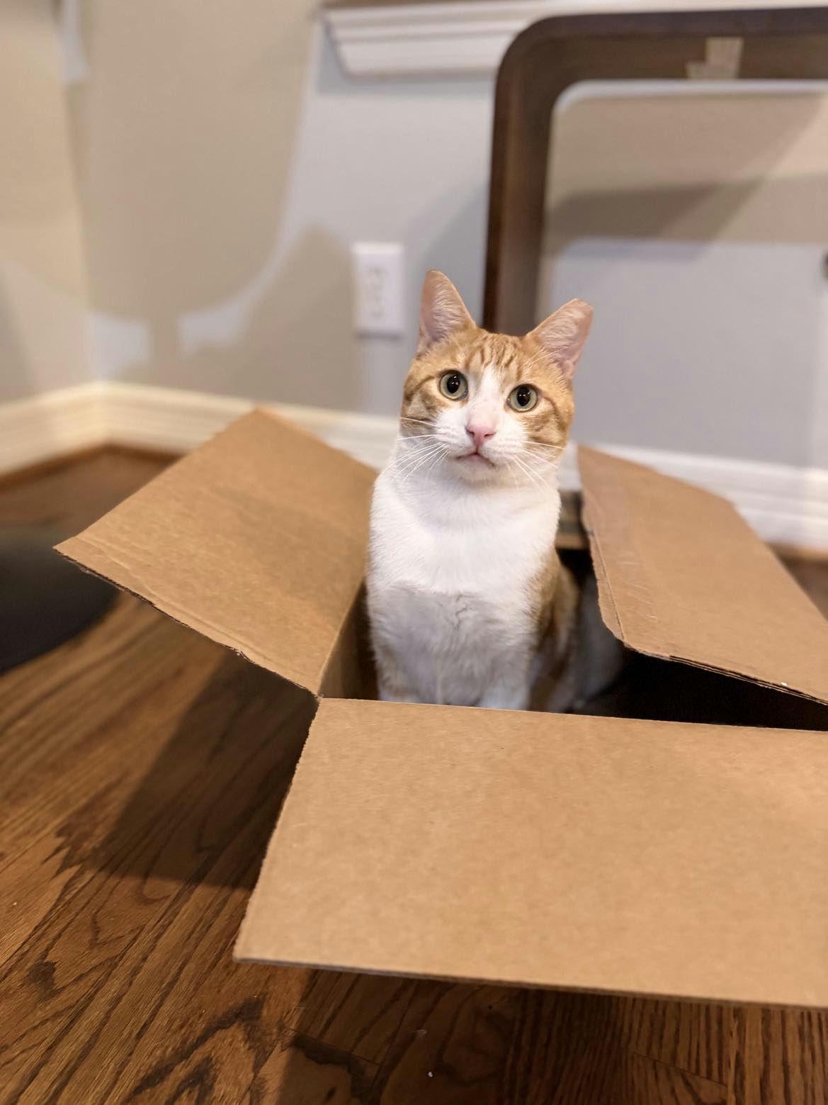 Enlarge Bubba, a ADOPTABLE Domestic Short Hair in Houston, TX image 5/6