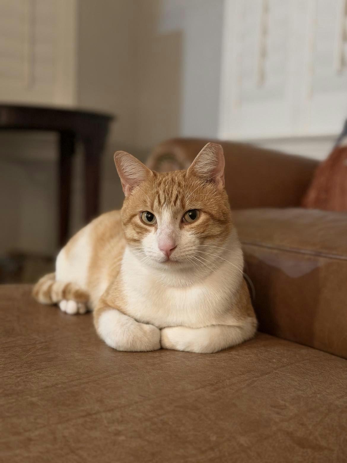 Bubba, ADOPTABLE, Young Male Domestic Short Hair.
