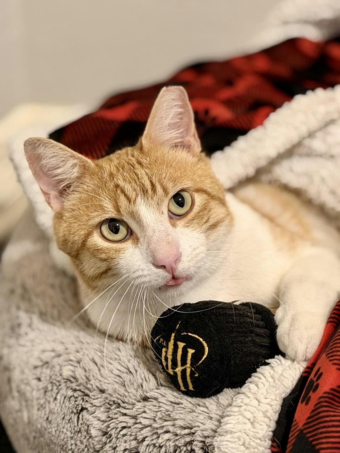 Enlarge Bubba, a ADOPTABLE Domestic Short Hair in Houston, TX image 3/6
