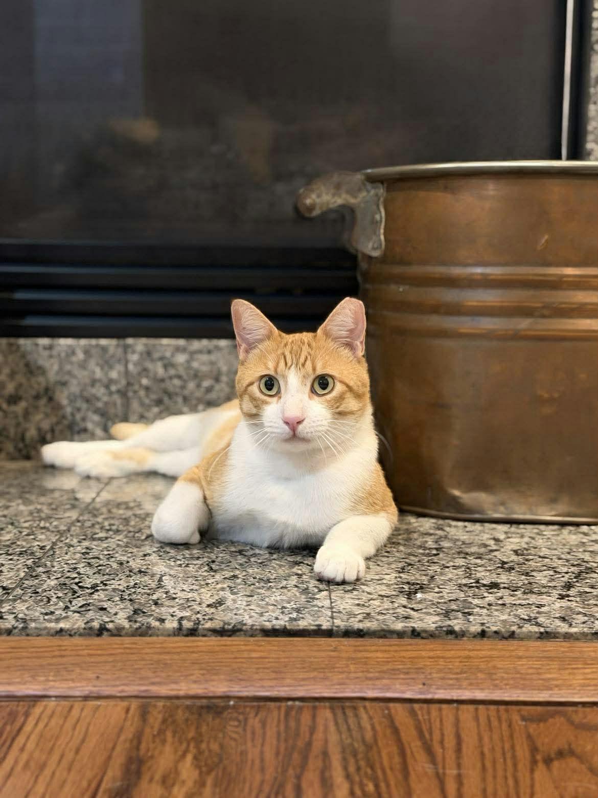 Enlarge Bubba, a ADOPTABLE Domestic Short Hair in Houston, TX image 6/6