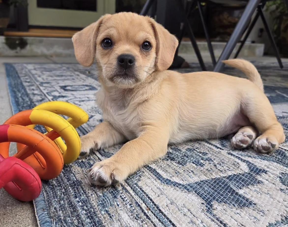 Tom Holland, Adoptable, Puppy Male Pug & Shih Tzu.
