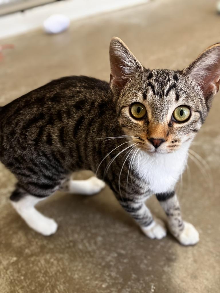 Jambalaya, Adoptable, Young Female Domestic Short Hair.