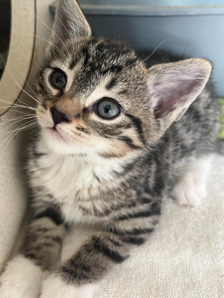 Jambalaya, Adoptable, Young Female Domestic Short Hair.