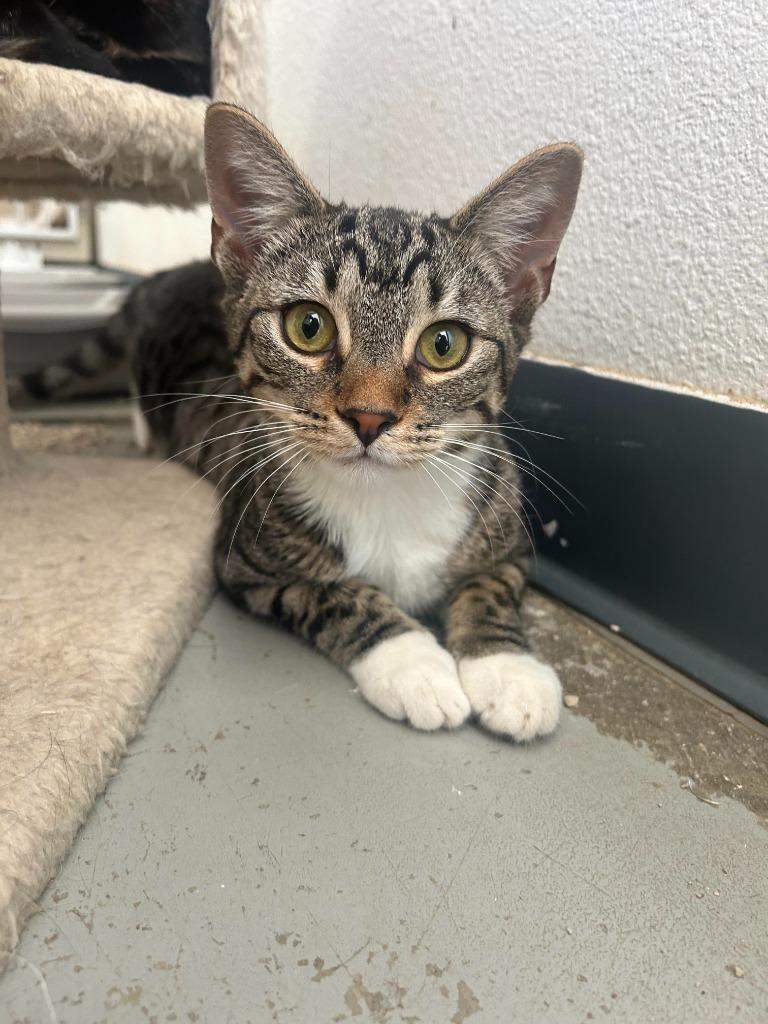 Jambalaya, a Adoptable mixed breed in Canyon Country, CA image 1/6