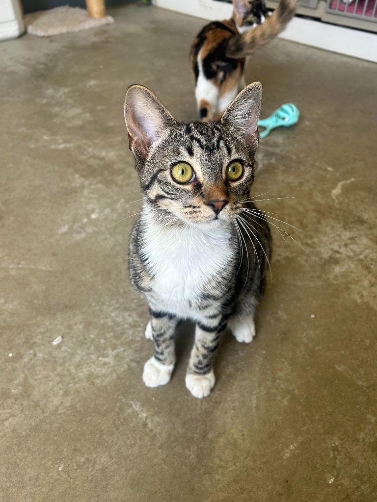 Jambalaya, a Adoptable mixed breed in Canyon Country, CA image 2/6