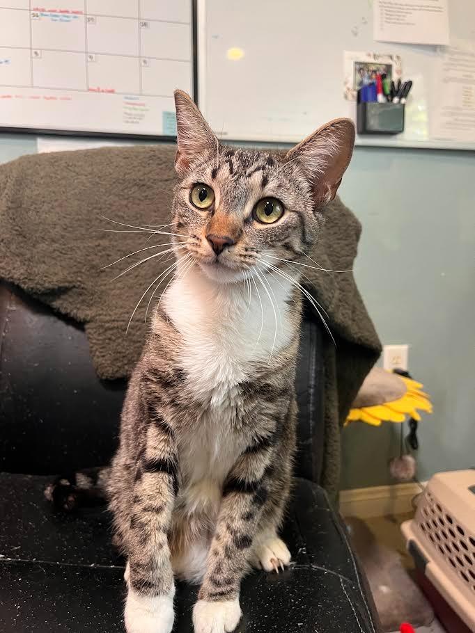 Jambalaya, a Adoptable mixed breed in Canyon Country, CA image 2/6