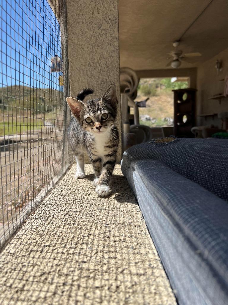 Enlarge Jambalaya, a Adoptable mixed breed in Canyon Country, CA image 2/6