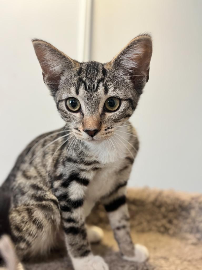 Jambalaya, a Adoptable mixed breed in Canyon Country, CA image 3/6