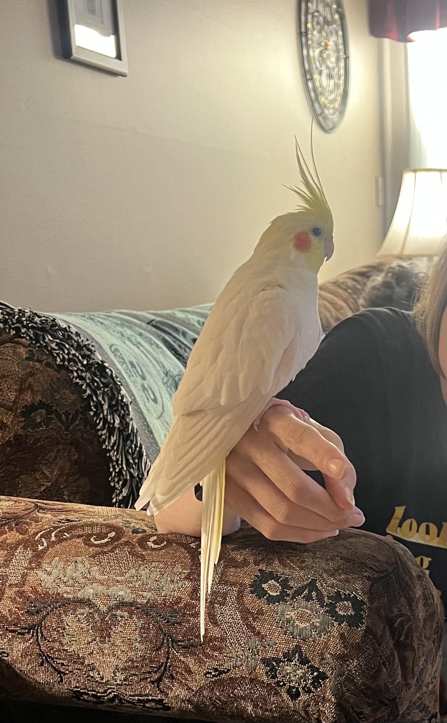 Enlarge Brady, a Adoptable Cockatiel in Branford, CT image 2/2