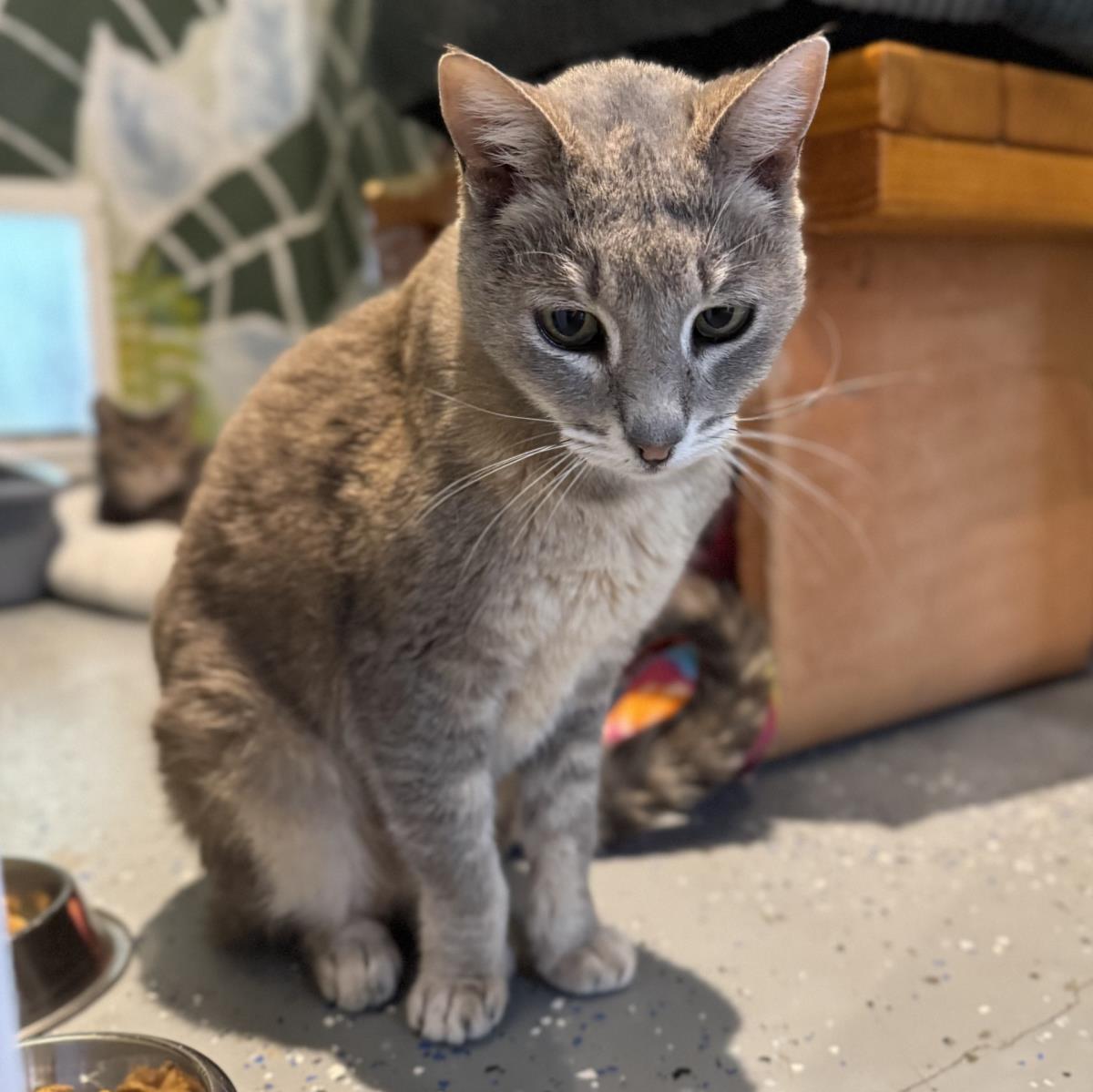 Blanche, Adoptable, Senior Female Domestic Short Hair.