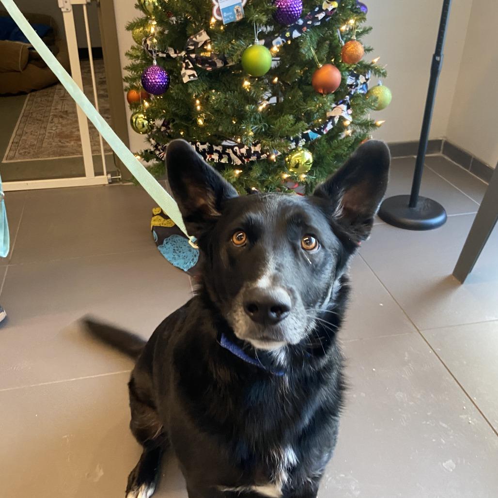 Enlarge Jericho, a Adoptable mixed breed in Washington Township, OH image 1/3