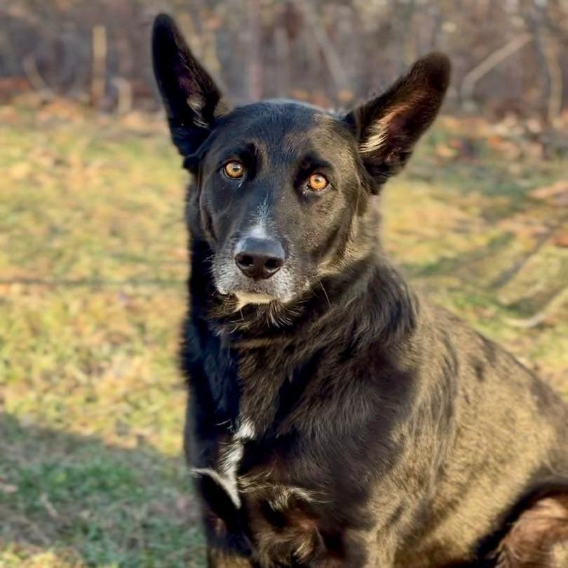 Enlarge Jericho, a Adoptable mixed breed in Washington Township, OH image 2/3