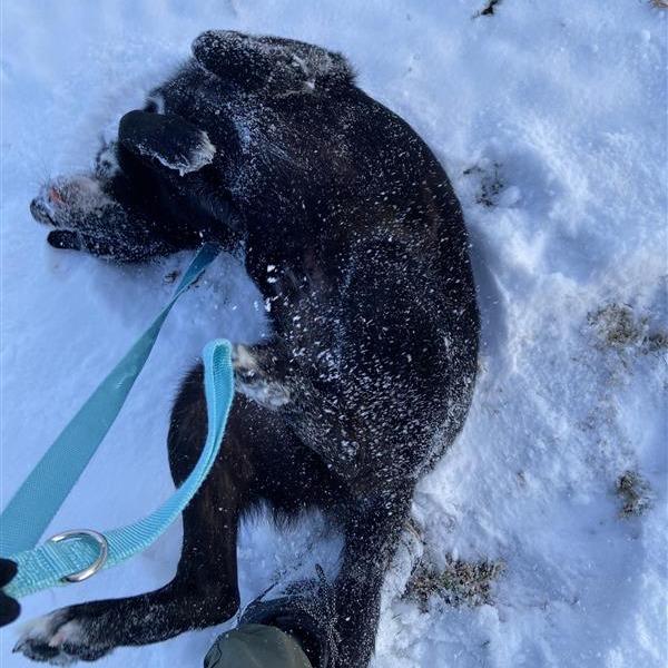 Enlarge Jericho, a Adoptable mixed breed in Washington Township, OH image 3/3