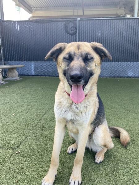 Enlarge Jack, a Adoptable mixed breed in El Cajon, CA image 1/1