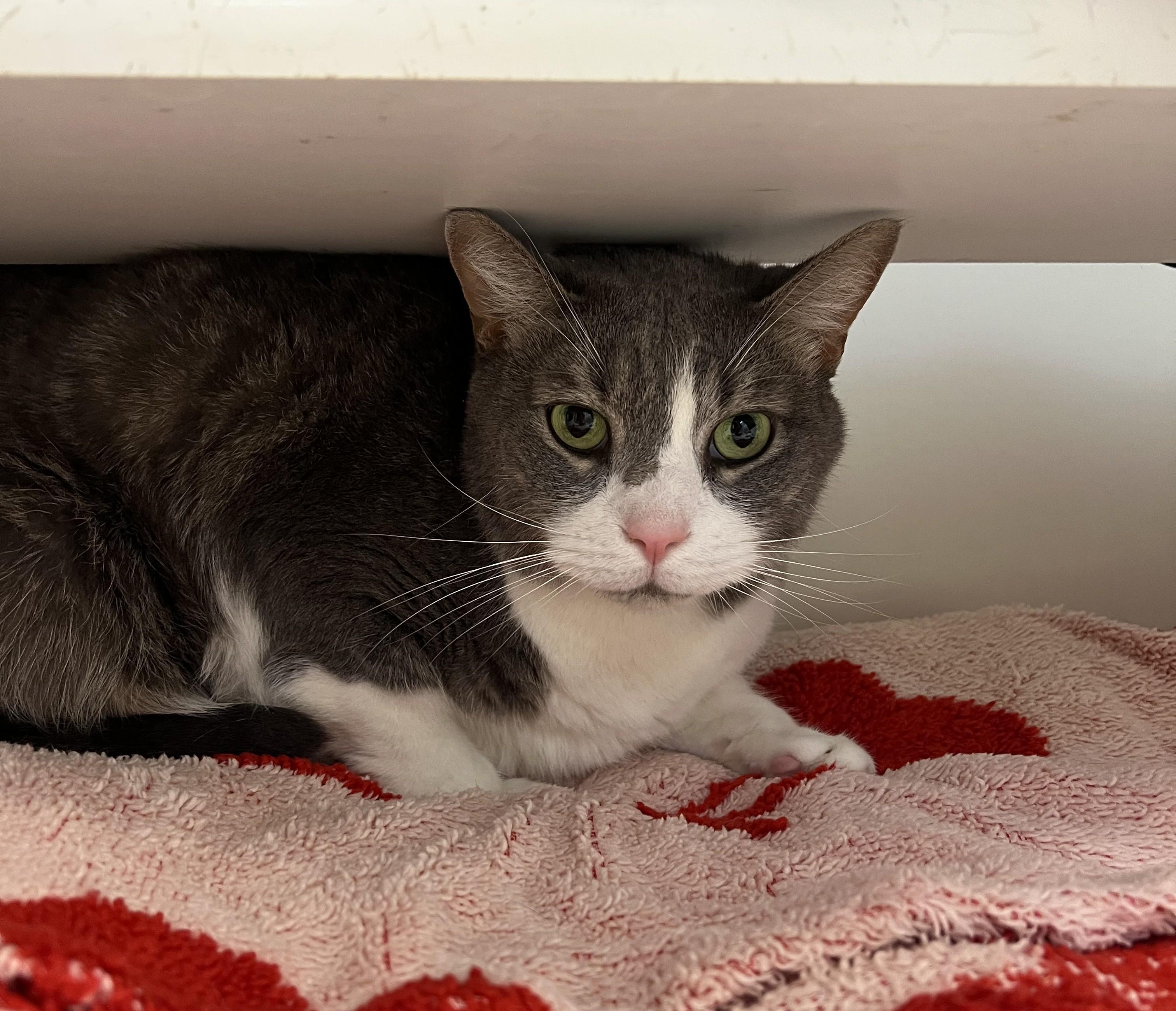 Prince, Adopted, Adult Male Domestic Short Hair.