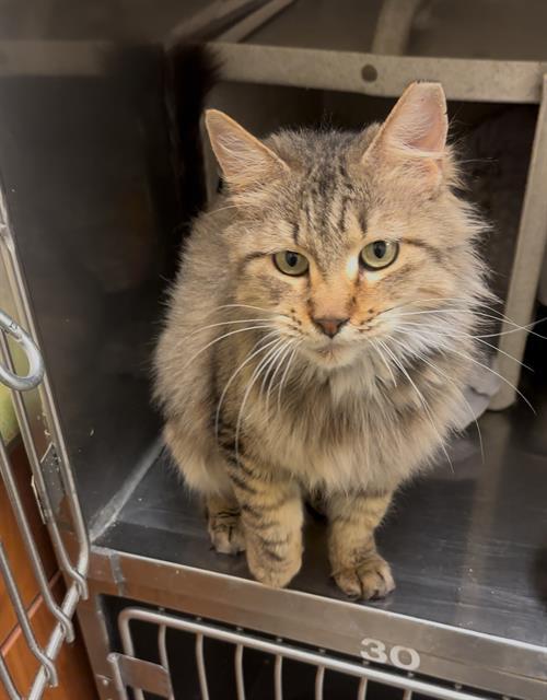 Enlarge WEDNESDAY, a Adoptable Domestic Short Hair in West Valley City, UT image 1/1