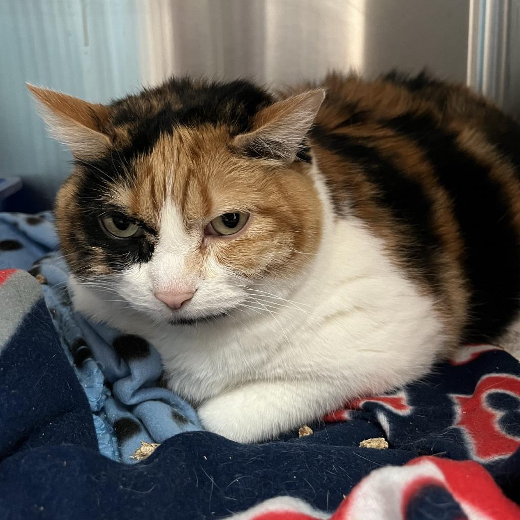 Twix — thumbnail 2