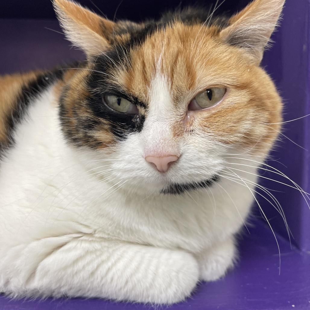 Twix — thumbnail 3