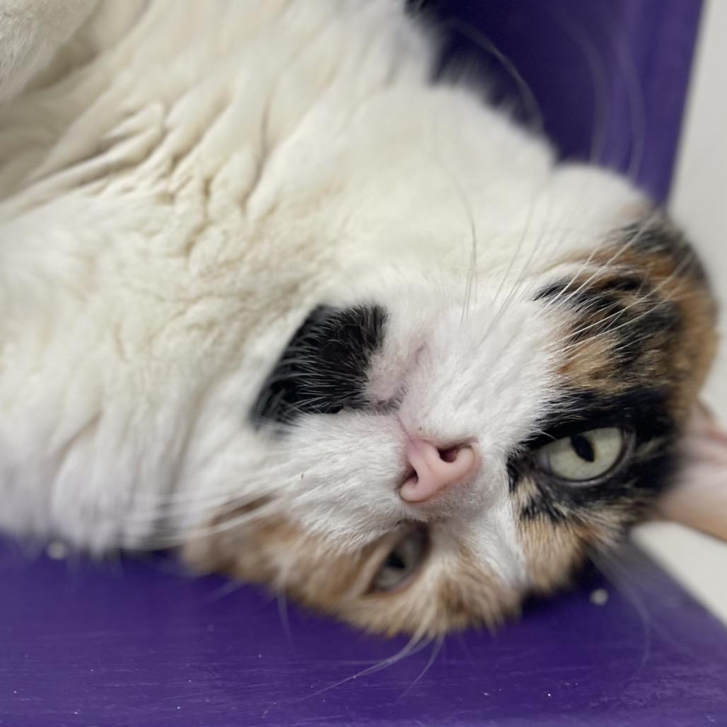 Twix — thumbnail 4