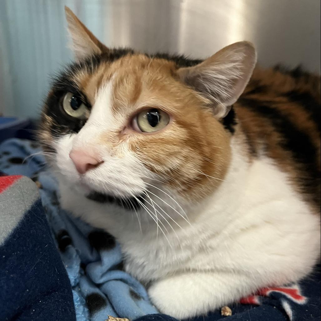 Twix — thumbnail 5