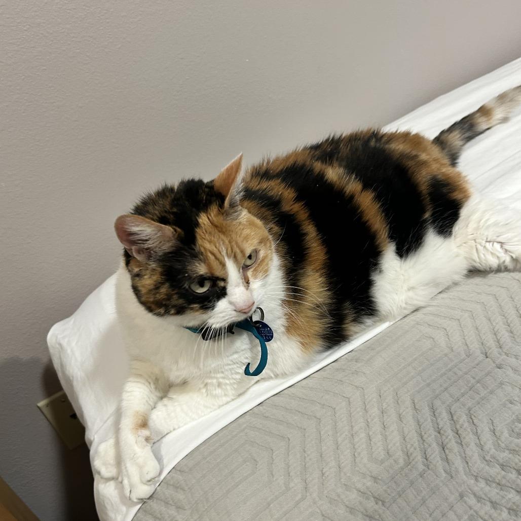 Twix — thumbnail 6